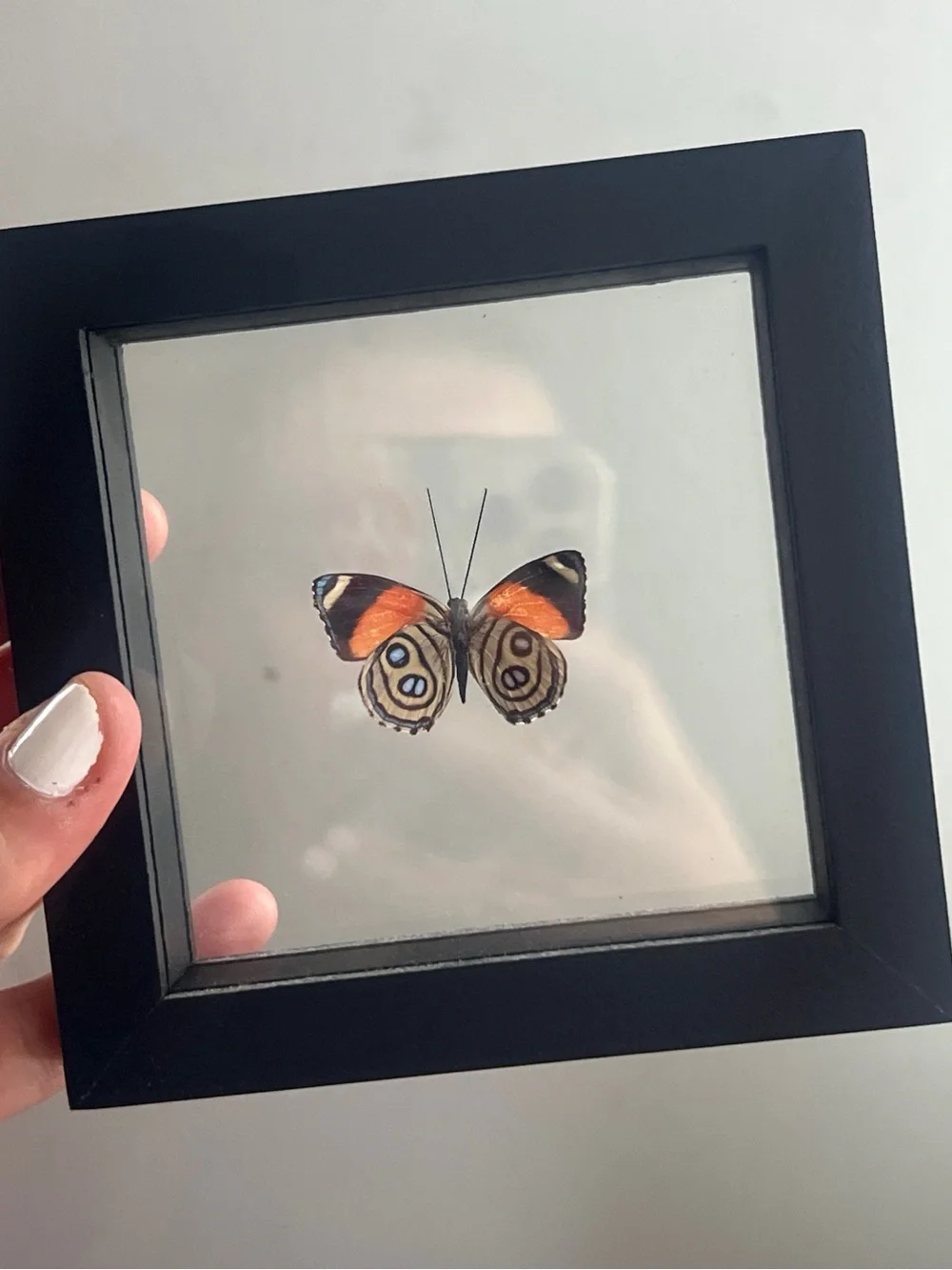 Real Framed 88 Butterfly Taxidermy Floating Glass Shadowbox Art